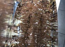 اسطه كريب و بريوش و عصائر باحث عن عمل نطاق طرابلس اسطه كريب و بريوش و عصائر باحث عن عمل نطاق طرابلس