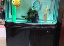 Discus Fish for Sale Discus Fish for Sale