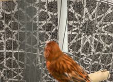 Canary mate with cage Canary mate with cage