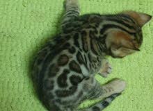 قط بيقل صغير بيور مستوا جدا عالي pure male bangle kitten قط بيقل صغير بيور مستوا جدا عالي pure male bangle kitten