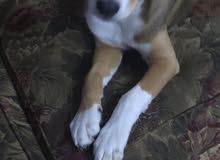 for adoption for adoption