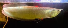 Big Arowana Big Arowana