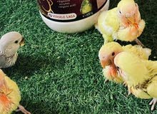 ببغاء روز صنف عالي ببغاء روز صنف عالي