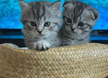 2 Scottish Fold Kittens - Rare Breed 2 Scottish Fold Kittens - Rare Breed