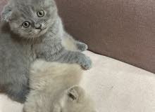 Cats for Sale : Kitten for Adoption in Qatar : Buy with Best Prices