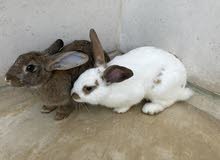 male and female rabbits…welling to reproduce and  have babies