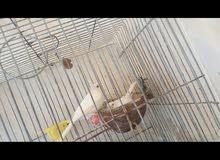 ازواج كناري منتجة مع كافة ادواتها وذكور مغردة ازواج كناري منتجة مع كافة ادواتها وذكور مغردة