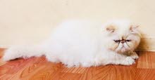 exotic long hair male cat exotic long hair male cat