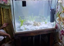 حوض سمك fish tank 400L حوض سمك fish tank 400L
