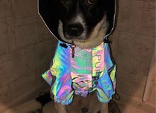 pets designer clothes and supplies pets designer clothes and supplies