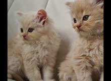 Persian Kitten moon face قطة شيرازي Persian Kitten moon face قطة شيرازي