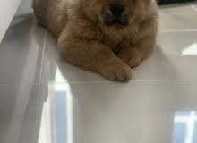 chow chow chow chow