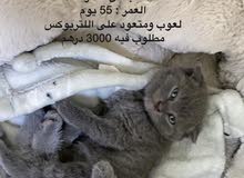 سكوتش فولد سكوتش فولد