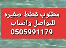 مطلوب قطط صغيره مطلوب قطط صغيره