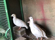 white pair white pair