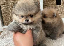 potty trained pomeranian puppies
