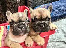 فرنش بولدوج جراوي - French Bulldog Puppies