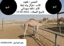 قعود للبيع قعود للبيع