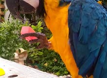 Baby Macaw Parrotفرخ بغبغاء مكاو Baby Macaw Parrotفرخ بغبغاء مكاو