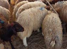 sheeps&Goats availables ⁰⁵⁰⁸⁴²²⁴²⁵ sheeps&Goats availables ⁰⁵⁰⁸⁴²²⁴²⁵