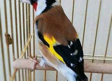 طير حسون طير حسون