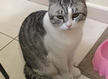 Male Scottish fold for mating Male Scottish fold for mating
