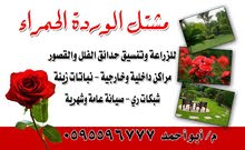 مشتل الورده الحمراء لزراعه وتنسيق الحدائق مشتل الورده الحمراء لزراعه وتنسيق الحدائق