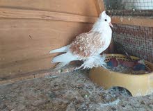 مطلوب مطلوب طيرة نثية نكرو لون اصفر الي عندة يجي خاص مطلوب مطلوب طيرة نثية نكرو لون اصفر الي عندة يجي خاص