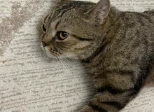 قطه منزليه قطه منزليه