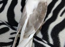 cocoktail for sale cocoktail for sale