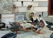 ابشوش للبيع حلوات ابشوش للبيع حلوات