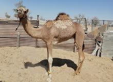 جعدان للبيع جعدان للبيع