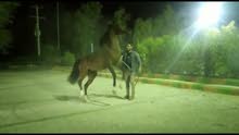 خيول عربية اصيلة: