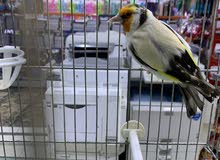 فحل حسون طفره مميز