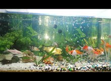 fish tank with fishes fish tank with fishes