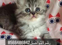 قطه انثى شيرازي سيبيري للحجز العمر 35 يوم مع كامل اغراضها قطه انثى شيرازي سيبيري للحجز العمر 35 يوم مع كامل اغراضها