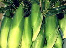 ذرة حلوة للبيع ذرة حلوة للبيع