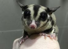 Sugar Gliders available Sugar Gliders available