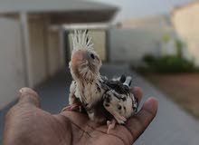 cockteil white face chick