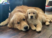 Pure Breed Golden Retriever Puppies Available Pure Breed Golden Retriever Puppies Available