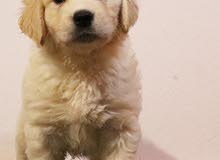 Golden Retriever Puppies and French Bull puppies for sale. Golden Retriever Puppies and French Bull puppies for sale.