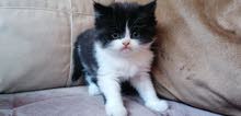 Pure Persian Bicolor male kitten panda Pure Persian Bicolor male kitten panda