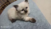 Persian kiten female & male Persian kiten female & male