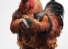 دجاج مقاتل للحمايه السعر في الوصف