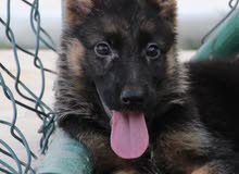 german shepherd female puppies 4 sale german shepherd female puppies 4 sale
