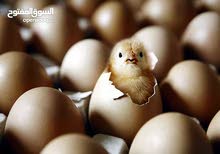 بيض دجاج حباحب بيض دجاج حباحب
