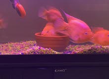 Red Parrot Fish with Tank