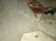 ديج هندي اصلي مخلف رزه هندي اصل ديج هندي اصلي مخلف رزه هندي اصل