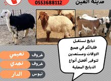 زبيح محليه زبيح محليه