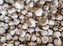 ثوم من الجبل الأخضر ثوم من الجبل الأخضر